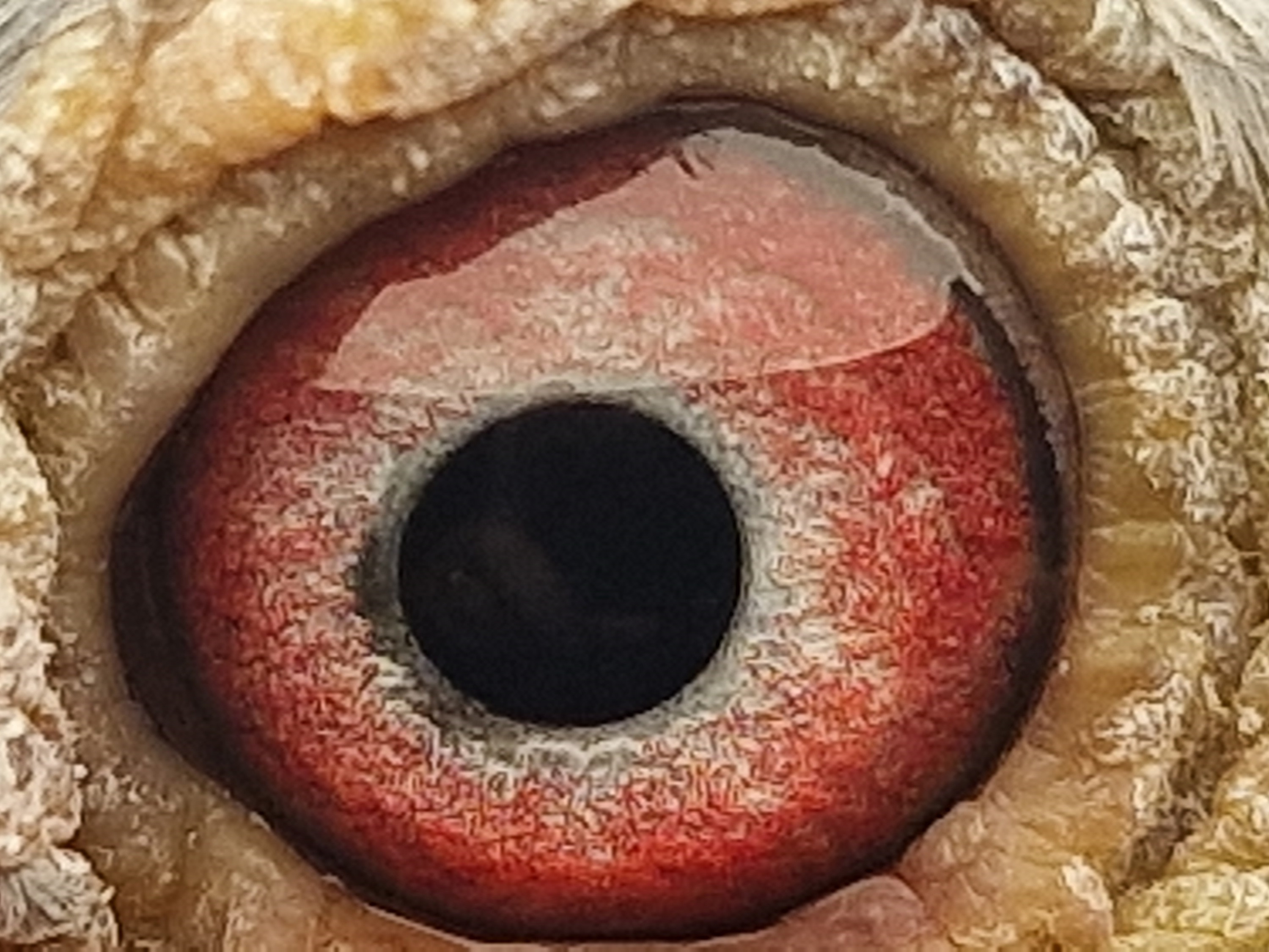 Pigeon eye
